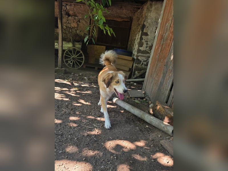Cleo sucht ihr Zuhause