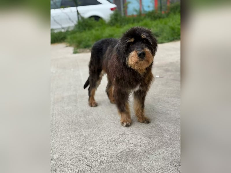 Fluffy Greta sucht Frisörmeister*in