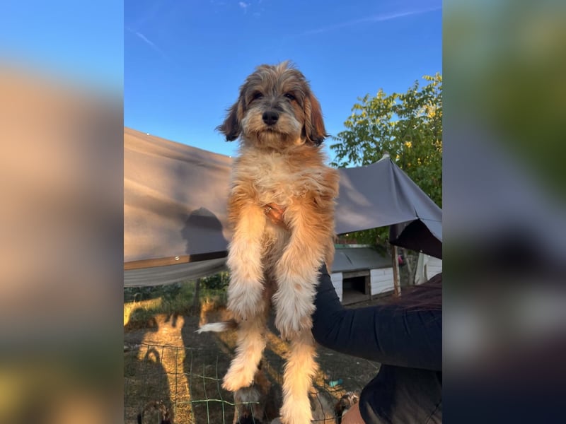 Lola sucht ihr Zuhause