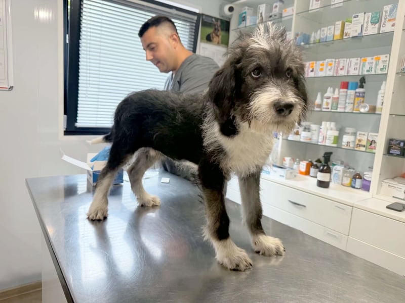 Ludwig sucht sein Zuhause