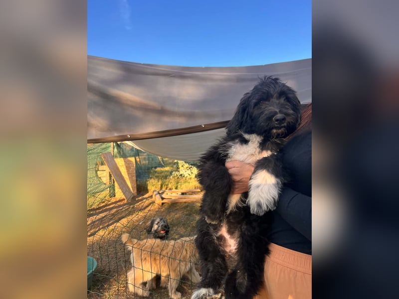 Oscar sucht sein Zuhause