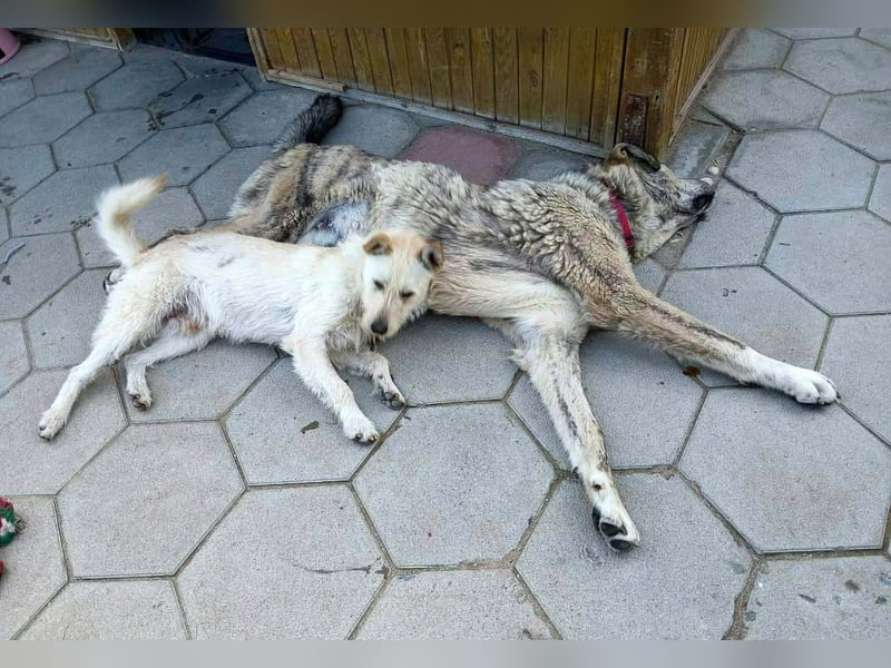 Peppi sucht sein eigenes Körbchen
