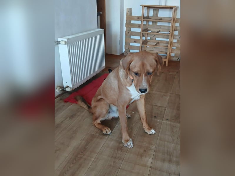 Noah sucht sein Zuhause