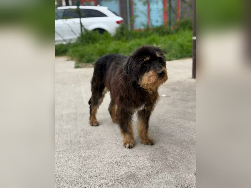 Fluffy Greta sucht Frisörmeister*in
