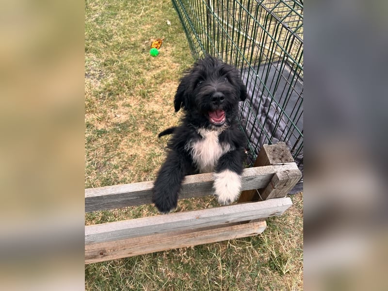 Oscar sucht sein Zuhause