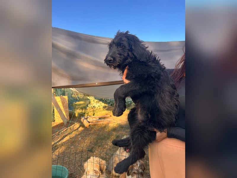 Gretchen sucht ihr Zuhause