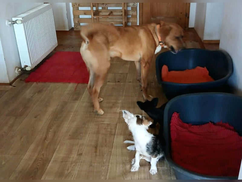 Noah sucht sein Zuhause