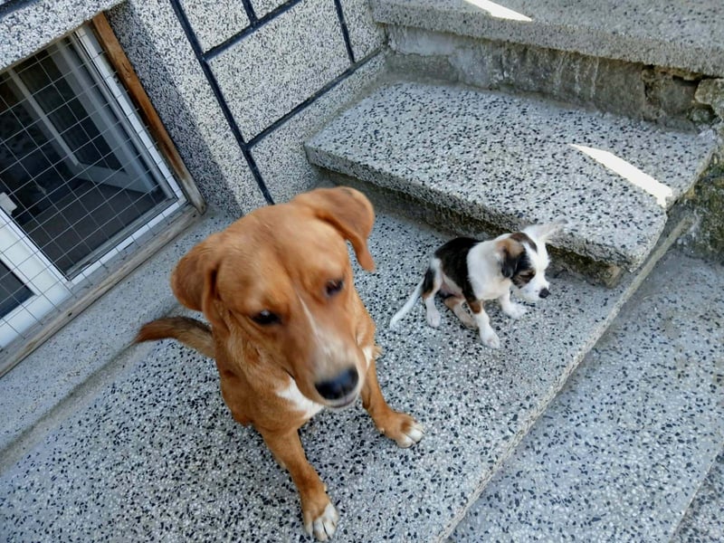 Noah sucht sein Zuhause