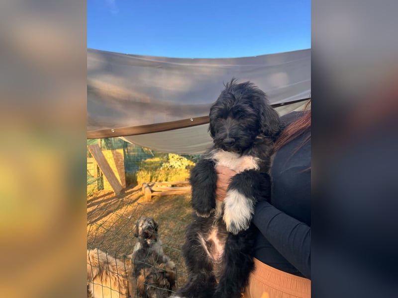 Oscar sucht sein Zuhause