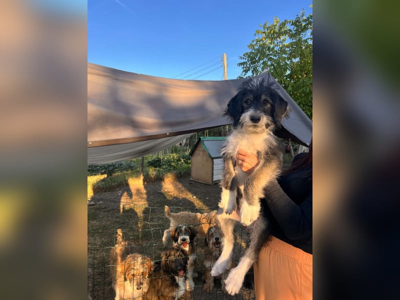 Ludwig sucht sein Zuhause
