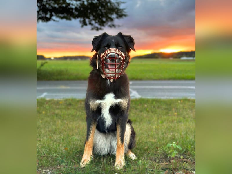 Kiara - ist sehr kooperativ