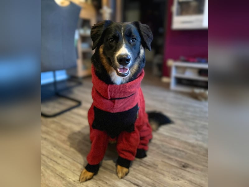 Kiara - ist sehr kooperativ