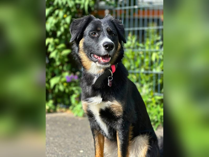 Kiara - ist sehr kooperativ