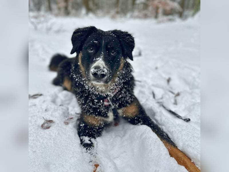 Kiara - ist sehr kooperativ