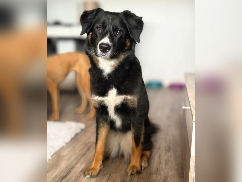 Kiara - ist sehr kooperativ