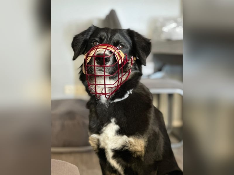 Kiara - ist sehr kooperativ