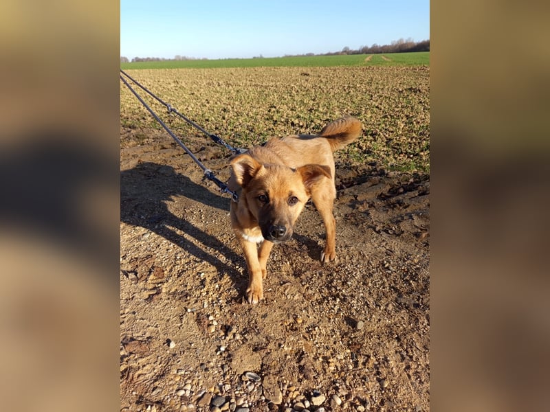 Pauli sucht sein Zuhause