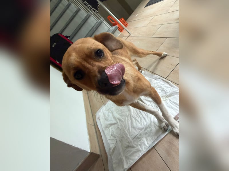 Jax sucht sein Zuhause