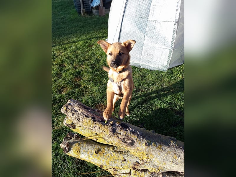 Pauli sucht sein Zuhause