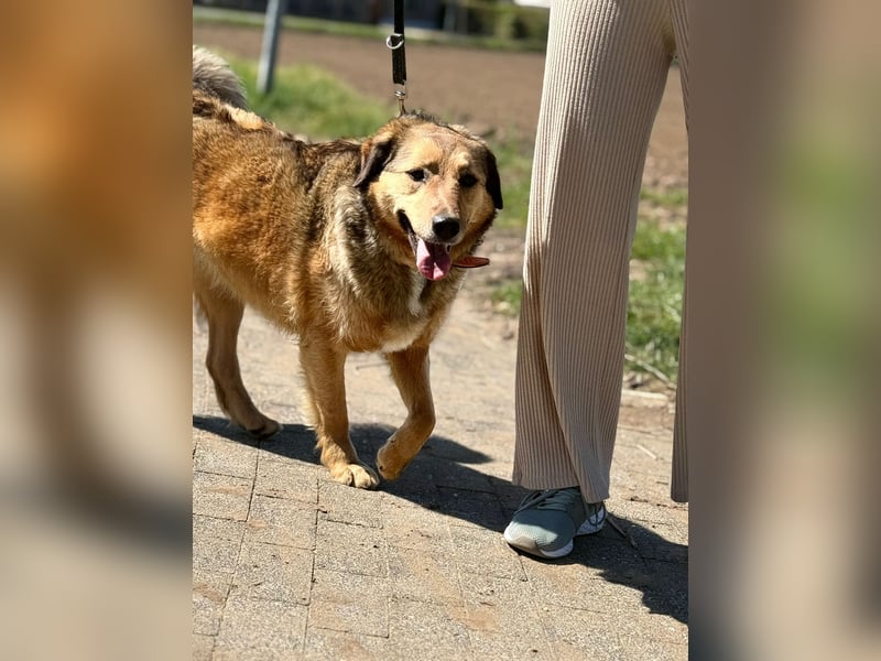 Abby sucht Herzdame ohne Herzbube, gerne mit Garten
