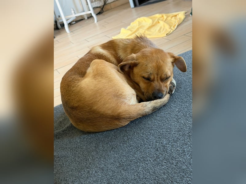 Jax sucht sein Zuhause