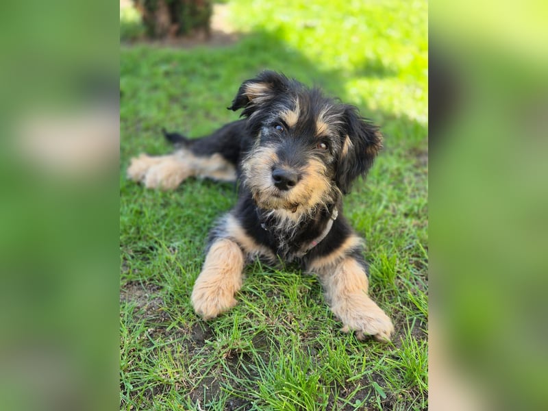 Zara sucht Ihr Zuhause