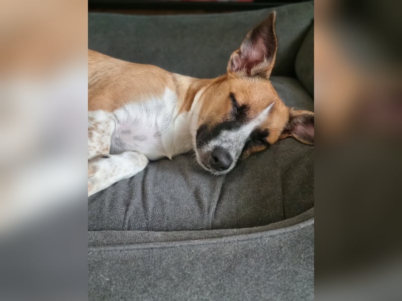 Zauberhafte Jane sucht Körbchen für immer