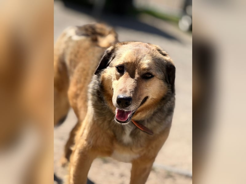 Abby sucht Herzdame ohne Herzbube, gerne mit Garten