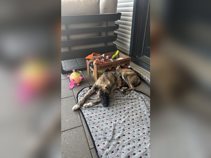 6 Monate alte Skadi sucht Familie mit Herz