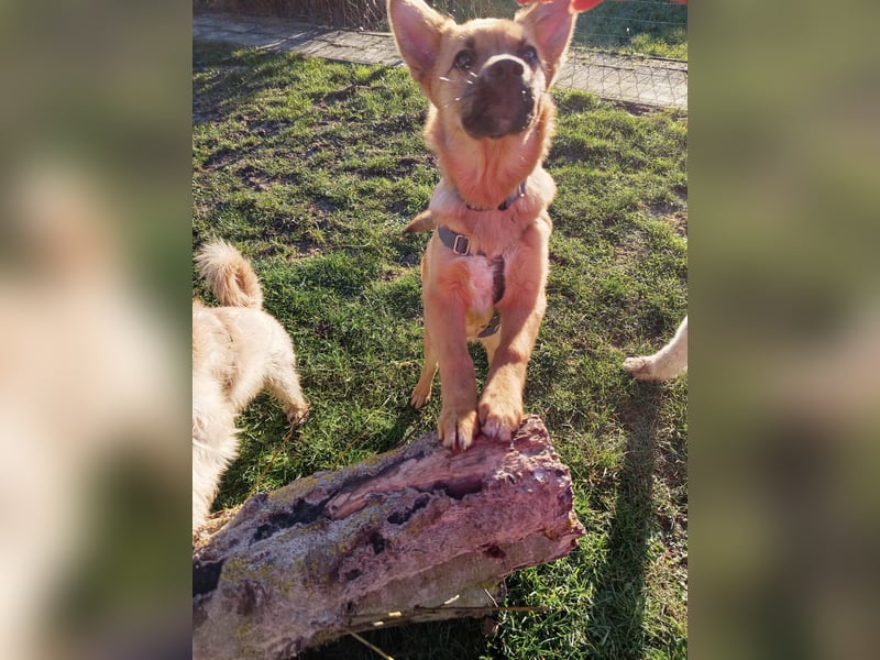 Pauli sucht sein Zuhause