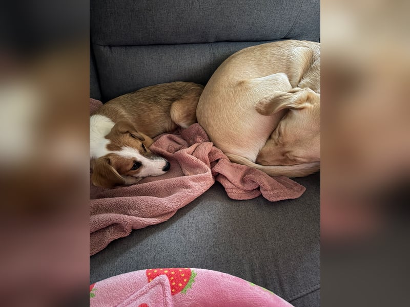 Hanni sucht ihr Zuhause