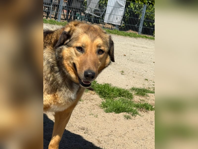 Abby sucht Herzdame ohne Herzbube, gerne mit Garten
