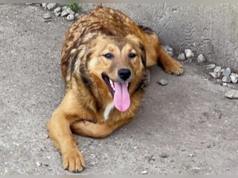 Abby sucht ihr Zuhause