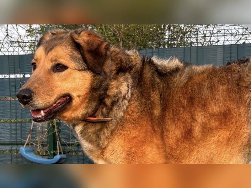 Abby sucht ihr Zuhause