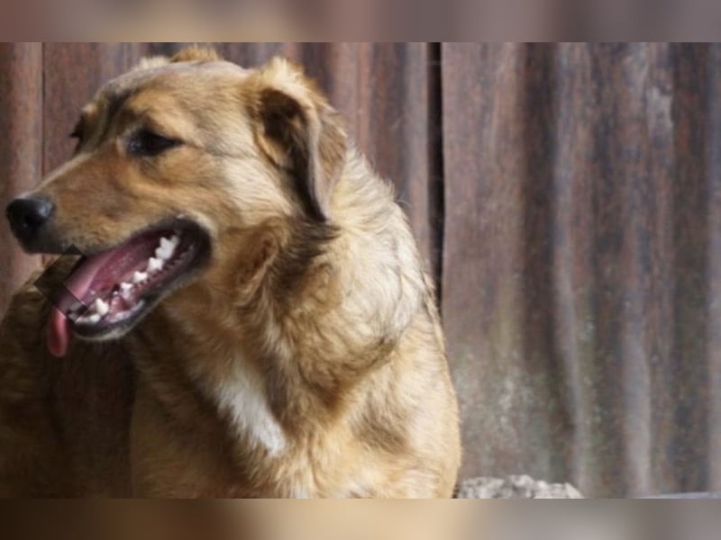 Abby sucht ihr Zuhause