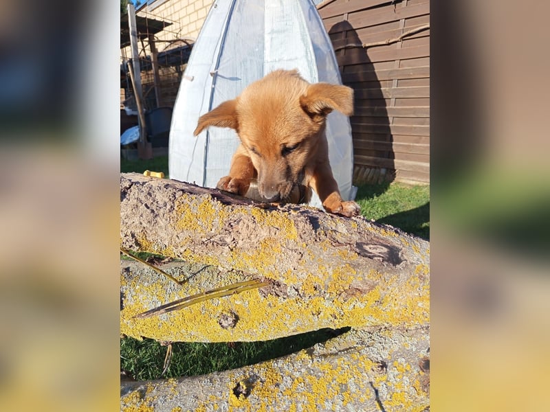 Pauli sucht sein Zuhause