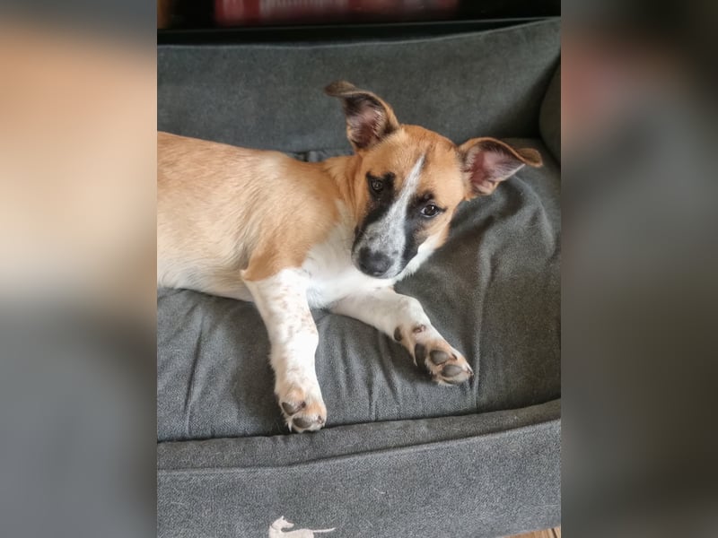 Zauberhafte Jane sucht Körbchen für immer