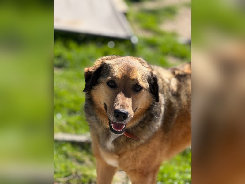Abby sucht Herzdame ohne Herzbube, gerne mit Garten