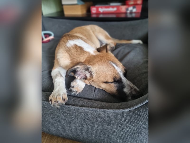 Zauberhafte Jane sucht Körbchen für immer