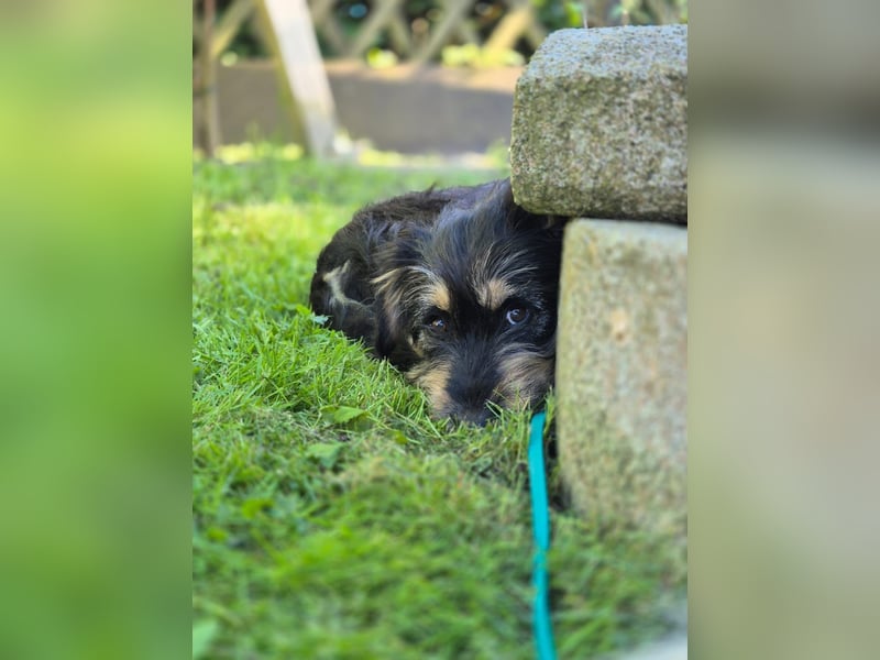 Zara sucht Ihr Zuhause