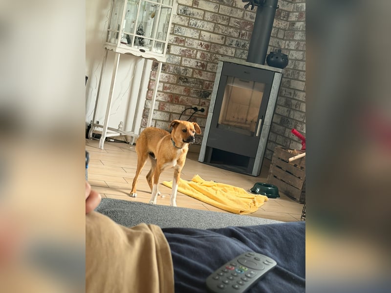 Jax sucht sein Zuhause