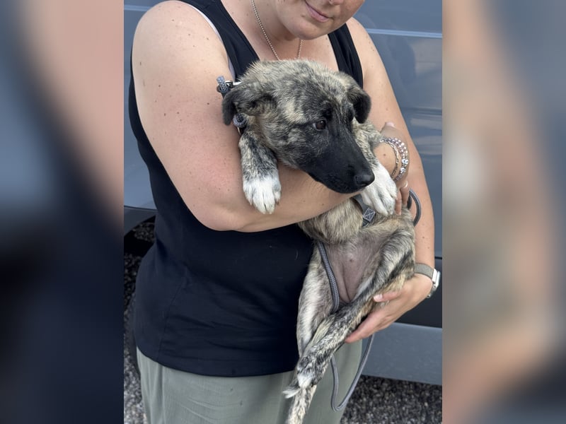 6 Monate alte Skadi sucht Familie mit Herz