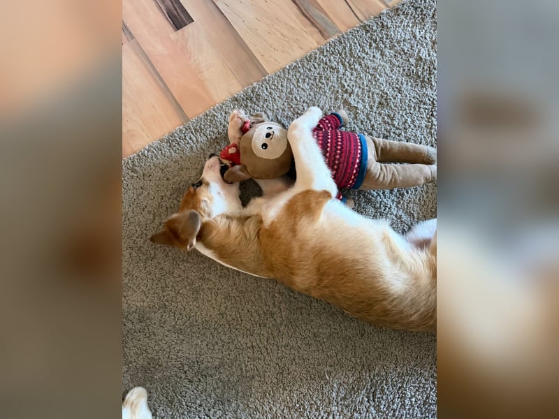 Hanni sucht ihr Zuhause