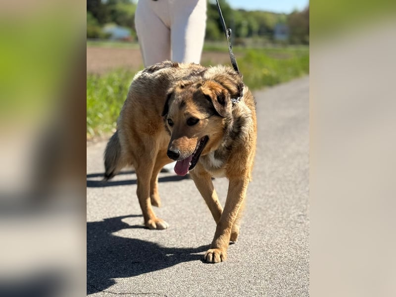 Abby sucht ihr Zuhause