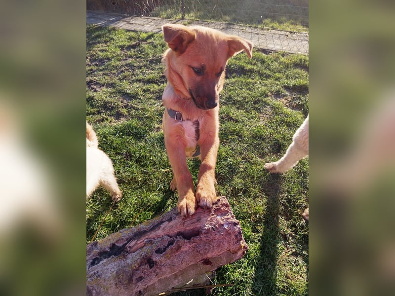 Pauli sucht sein Zuhause