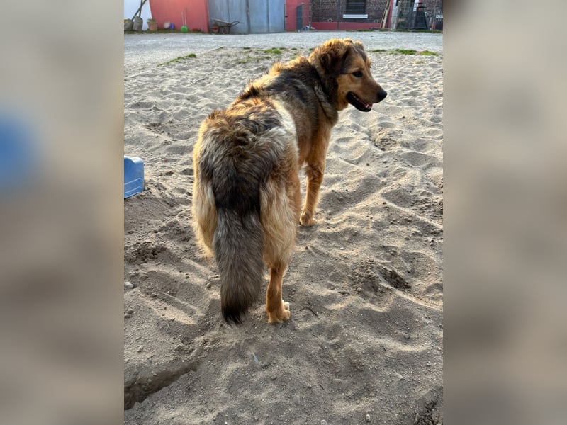 Abby sucht Herzdame ohne Herzbube, gerne mit Garten