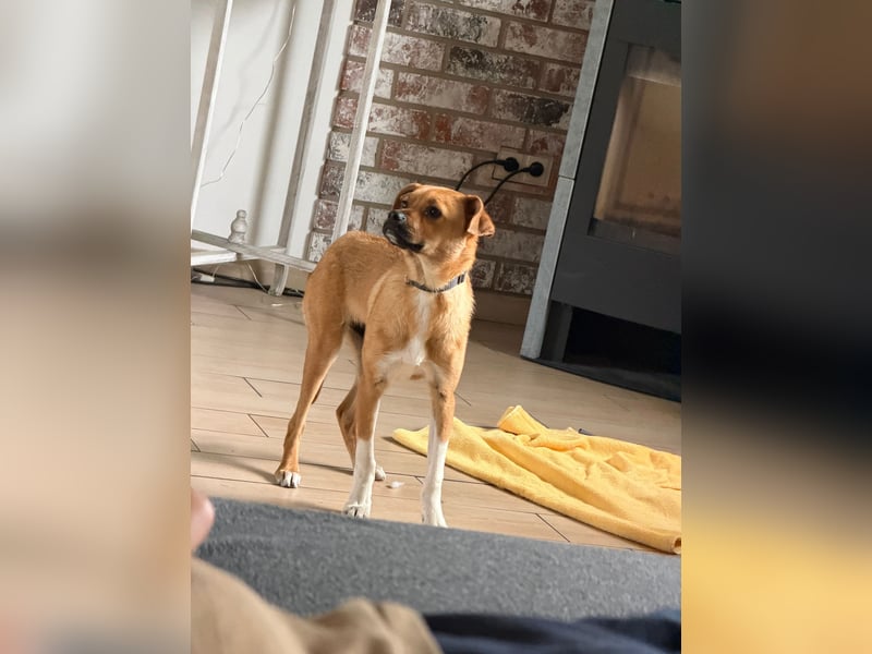 Jax sucht sein Zuhause