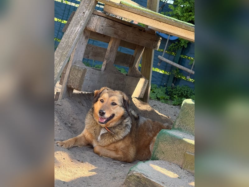 Abby sucht ihr Zuhause