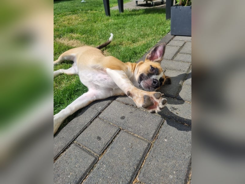 Zauberhafte Jane sucht Körbchen für immer