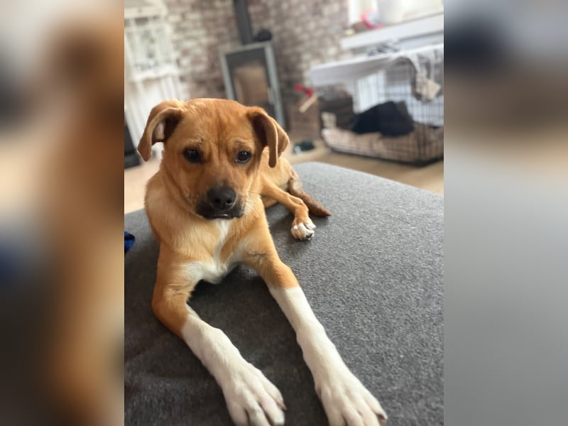 Jax sucht sein Zuhause